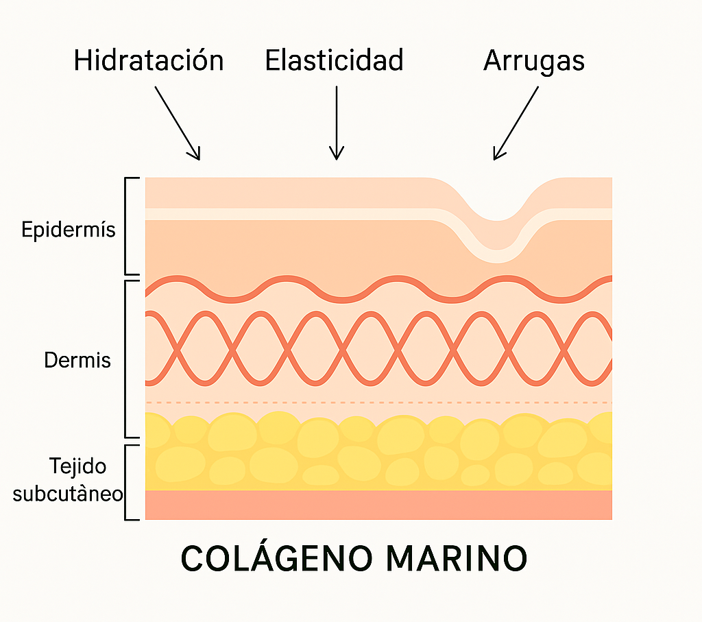 Beneficios del colágeno marino. Colágeno marino en la piel: dermis, hidratación, elasticidad y arrugas